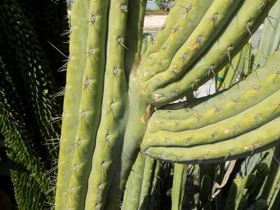 9f0e04522f844003.jpg Clyde - Trichocereus San Pedro cactus clone photo 3