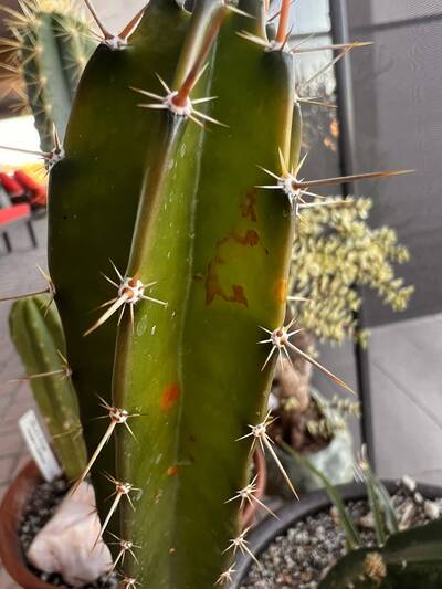 d668d4ab060c4dc5.jpg Nigrospora - cactus pest and disease reference photo 3
