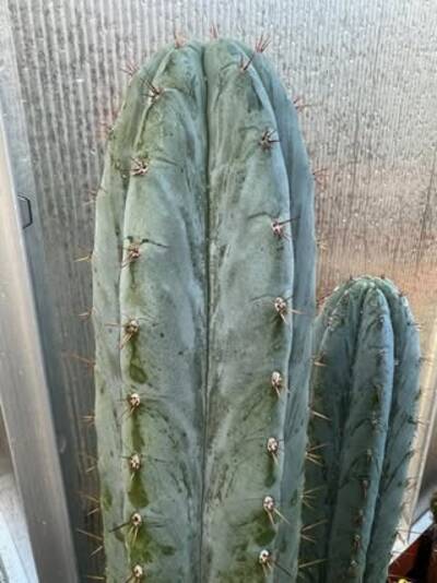 13d7bb7719bc20f7.jpg Mama Llama - Trichocereus San Pedro cactus clone photo 2