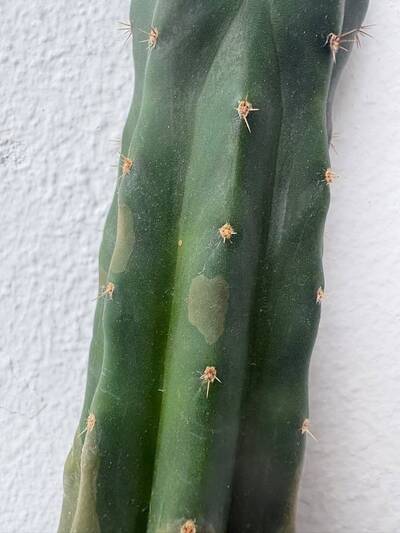 f51de0bb61fa8237.jpg Bacterial Infection - cactus pest and disease reference photo 9