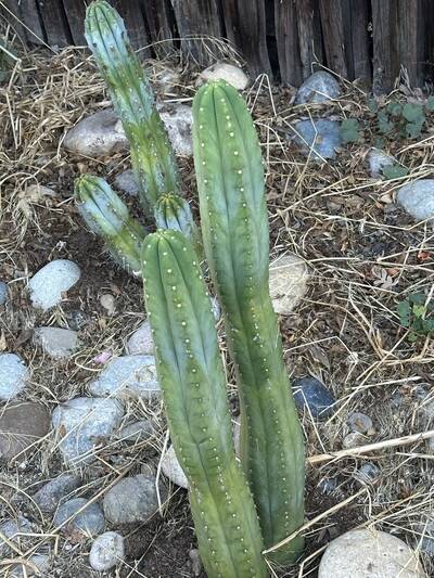 a300df48b1c03726.jpg Sunburn (Solar/Heat Damage) - cactus pest and disease reference photo 13