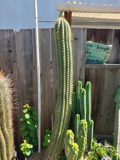 c6fbe04e145c34b2.jpg Fabrante - Trichocereus San Pedro cactus clone photo 5