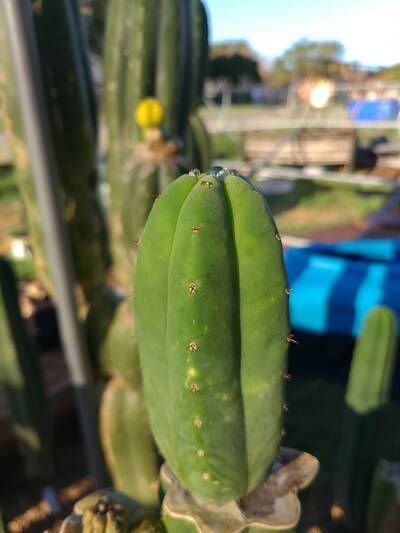 ce148f0501ce6549.jpg Vanilla Flower - Trichocereus San Pedro cactus clone photo 3