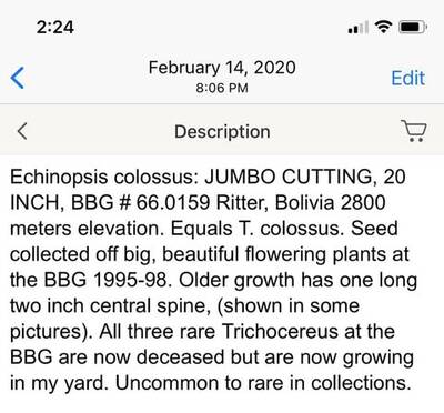 5782895d1b86ca91.jpg Colossus - Trichocereus San Pedro cactus clone photo 3
