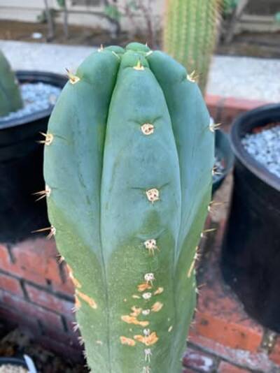 cd7a4537fe53a2dd.jpg Colossus - Trichocereus San Pedro cactus clone photo 8