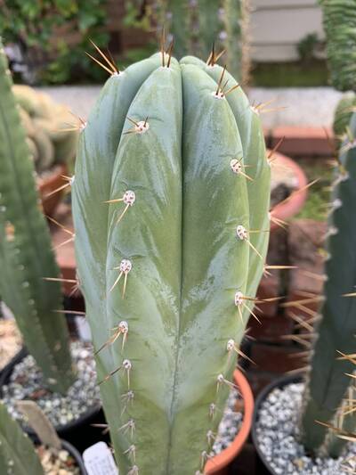 583afecd4f53f193.jpg Mama Llama - Trichocereus San Pedro cactus clone photo 5