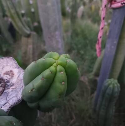 3099ca20abc88d6a.jpg TPM - Trichocereus San Pedro cactus clone photo 3