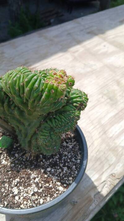 d7023ec8f1e58c9b.jpg Witch's Broom - cactus pest and disease reference photo 11