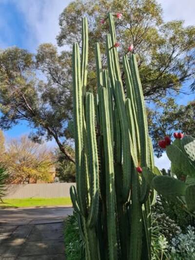 29306156e37f22dc.jpg Eileen - Trichocereus San Pedro cactus clone photo 2
