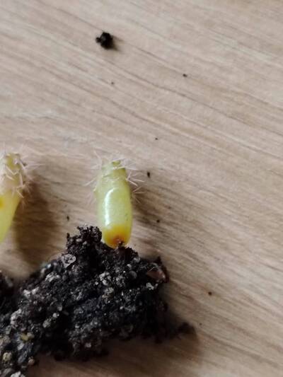 130538c9db86c9fc.jpg Damping-off - cactus pest and disease reference photo 1