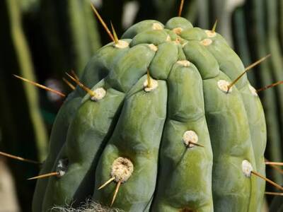 07ce9d36d97586b4.jpg Clyde - Trichocereus San Pedro cactus clone photo 1