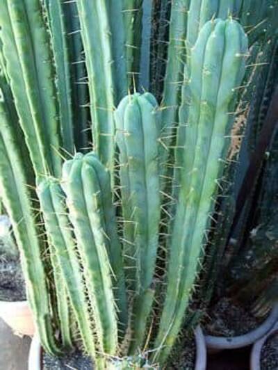 0aea6cc5426e238c.jpg Mel/vin - Trichocereus San Pedro cactus clone photo 1