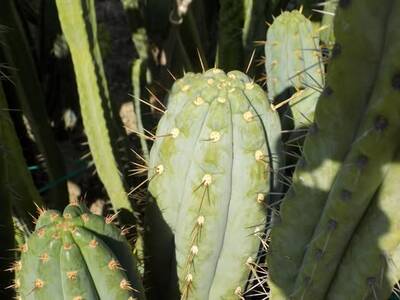 fc0f305c0bdde0b8.jpg Clyde - Trichocereus San Pedro cactus clone photo 7