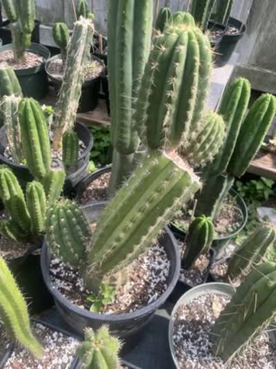 3353c2972ae61c95.jpg Fabrante - Trichocereus San Pedro cactus clone photo 2