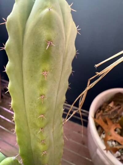 90d9fd9a4f2ef0c6.jpg Bridgessii x - Trichocereus San Pedro cactus clone photo 3