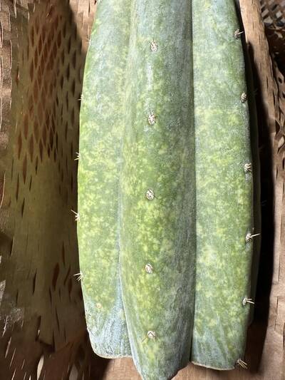 5fc66a4e3c410569.jpg Mosaic Virus - cactus pest and disease reference photo 18