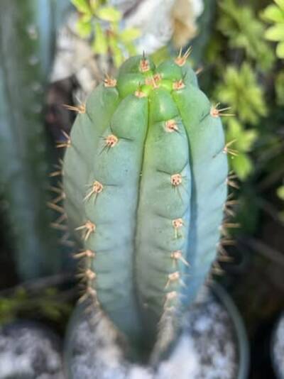 8a0404b93b332ebb.jpg Coyote - Trichocereus San Pedro cactus clone photo 4