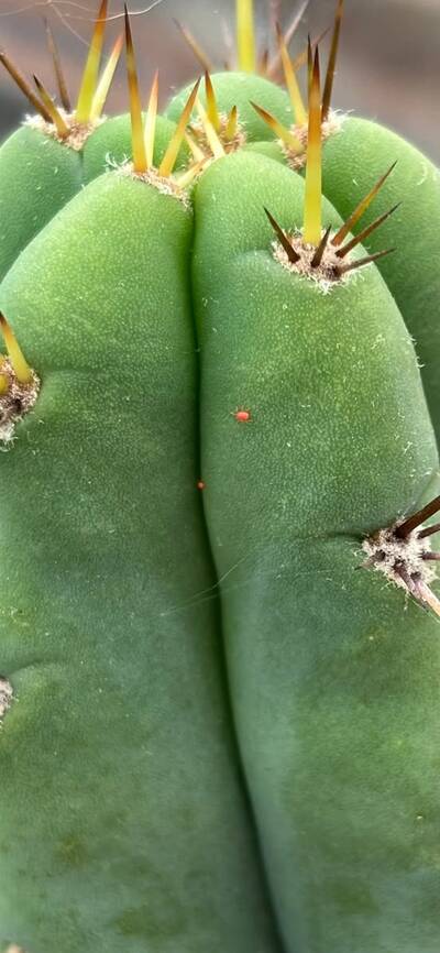 345541783cbc9dba.jpg Clover Mites - cactus pest and disease reference photo 1