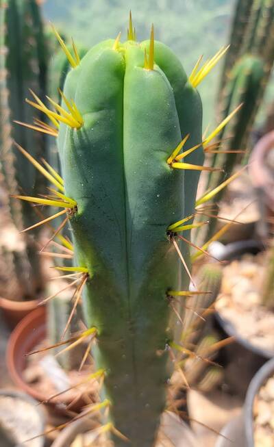 872226e6522445be.jpg TCP Bridge - Trichocereus San Pedro cactus clone photo 2