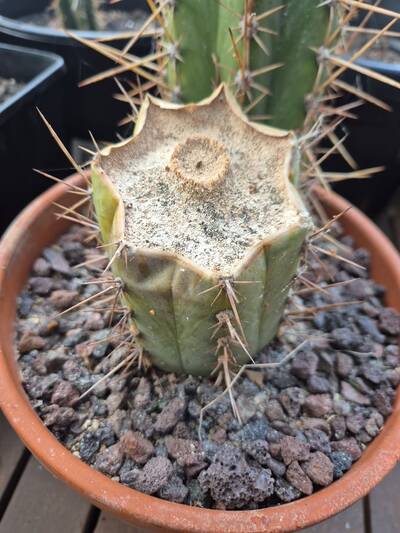 35fab1f945d53cc3.jpg Water Mold (Phytophthora) - cactus pest and disease reference photo 1