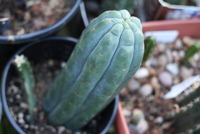 1069b95ea3140625.jpg PC - Trichocereus San Pedro cactus clone photo 2