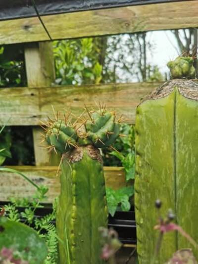 0203baff85f78fdc.jpg Chemical Shamans Dick (CSD) - Trichocereus San Pedro cactus clone photo 2