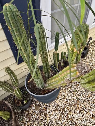 7720168e54bde54d.jpg Sooty Mold - cactus pest and disease reference photo 1