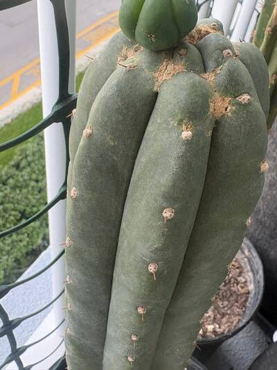 2f366a0096b10dc6.jpg Sunburn (Solar/Heat Damage) - cactus pest and disease reference photo 17