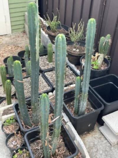 dbc86361fcd97e4a.jpg California Blue - Trichocereus San Pedro cactus clone photo 13