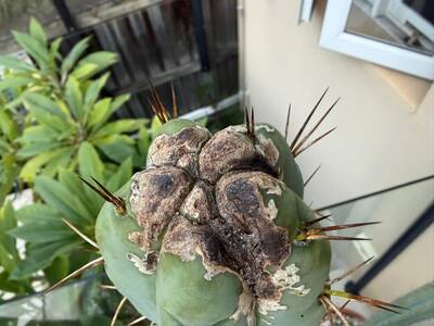 6f30b0c1f11b33ce.jpg Calcium Deficiency - cactus pest and disease reference photo 3
