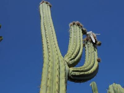 d07226d32fe8677b.jpg Clyde - Trichocereus San Pedro cactus clone photo 5