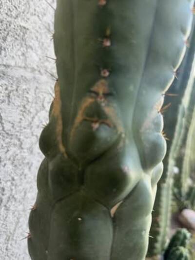 1d86e8882ac18d09.jpg Sunburn (Solar/Heat Damage) - cactus pest and disease reference photo 20