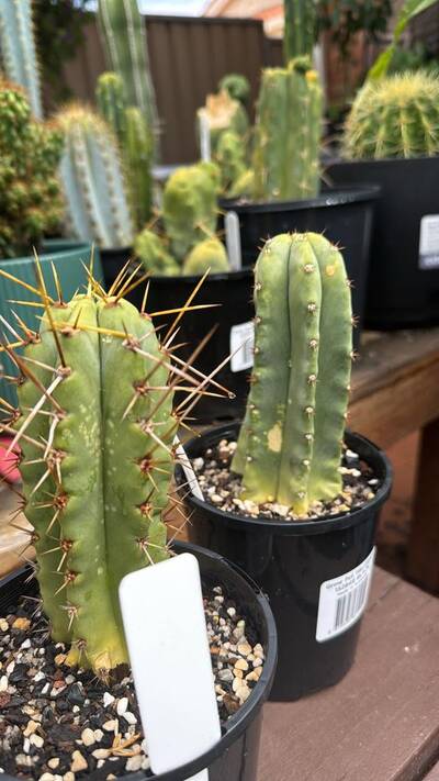 1d49f555dfb963ed.jpg Sunburn (Solar/Heat Damage) - cactus pest and disease reference photo 6