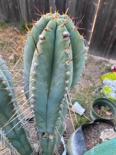 2e2dbe6efaed7724.jpg pach bk10805.1 - Trichocereus San Pedro cactus clone photo 1