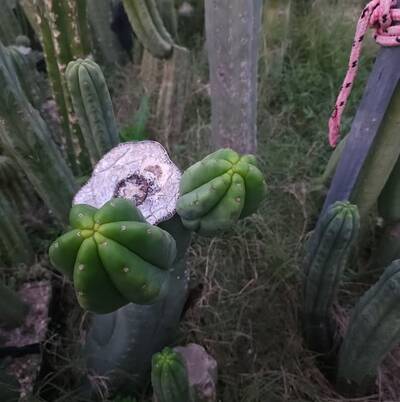 21d51ca086bf37f0.jpg TPM - Trichocereus San Pedro cactus clone photo 2