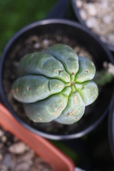 f222b0a8e0268359.jpg PC - Trichocereus San Pedro cactus clone photo 5
