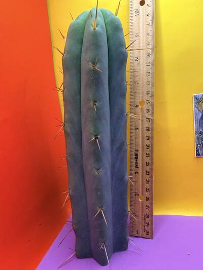 Texas “Tex the zoni” - Trichocereus San Pedro cactus clone photo 1