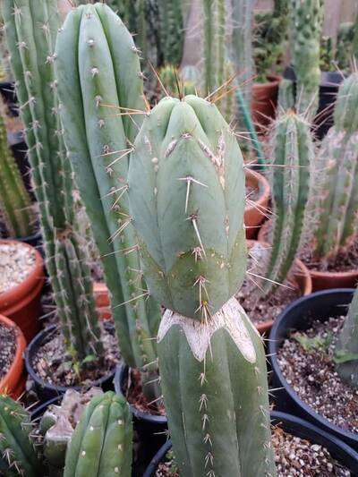 c29b2c7b988fc2f4.jpg Chemical Shamans Dick (CSD) - Trichocereus San Pedro cactus clone photo 17