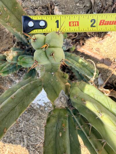 Mini-Me - Trichocereus San Pedro cactus clone photo 4