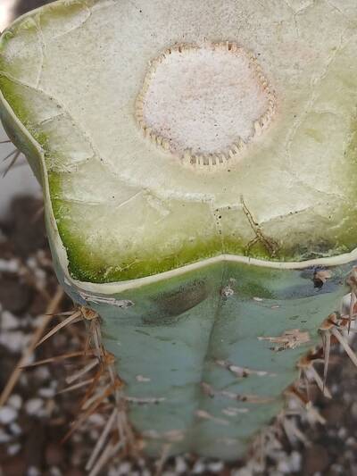 420f3653e4eb076d.jpg Root Rot - cactus pest and disease reference photo 12