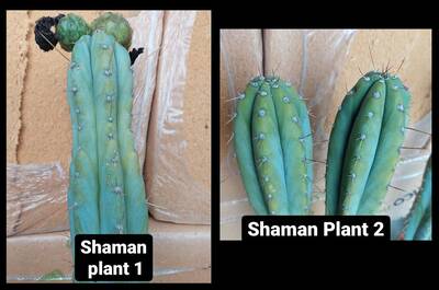 ceec5498576932f7.jpg Rick yo - Trichocereus San Pedro cactus clone photo 3