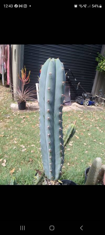 c4bf3aa5d56c6a6d.jpg Peru "Fernando" - Trichocereus San Pedro cactus clone photo 1