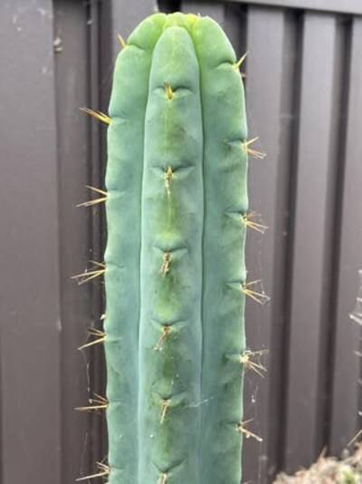 a0d73bc09586b65a.jpg California Blue - Trichocereus San Pedro cactus clone photo 9