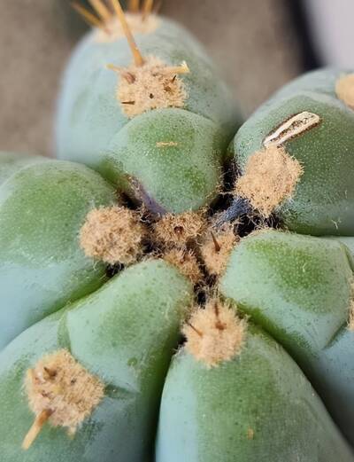 196ee18cb0386ab8.jpg Calcium Deficiency - cactus pest and disease reference photo 6
