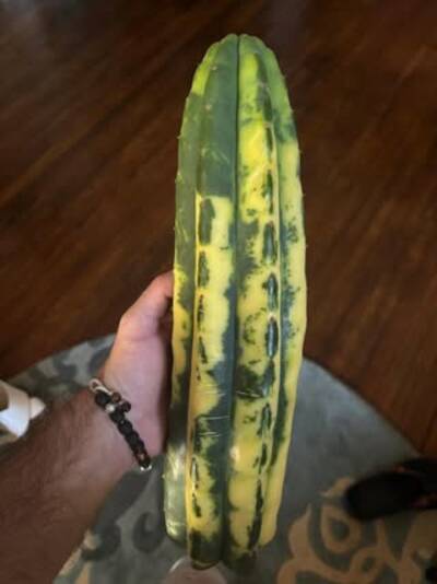 2152953fde7a5a9f.jpg Half Dead Bridgesii - Trichocereus San Pedro cactus clone photo 1