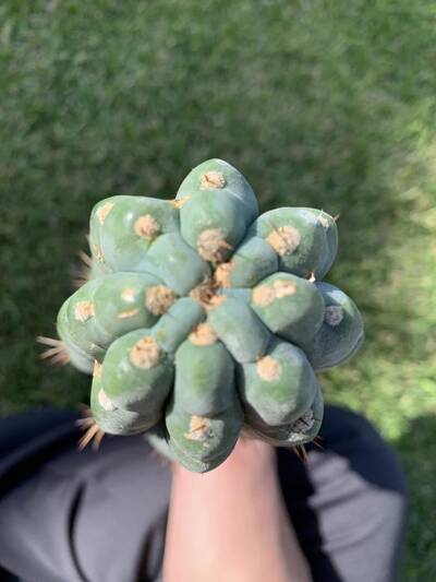 3a2cfd575e9d58f4.jpg Seymour - Trichocereus San Pedro cactus clone photo 2