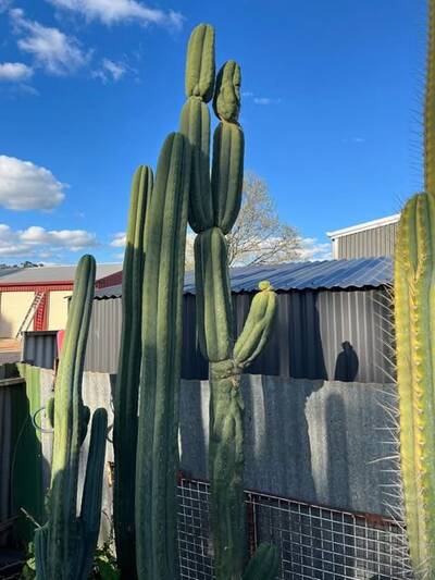 87277134aa233966.jpg TPM - Trichocereus San Pedro cactus clone photo 4