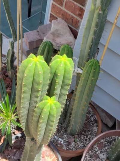 fb05f04ab41fd5c5.jpg malo1 - Trichocereus San Pedro cactus clone photo 2