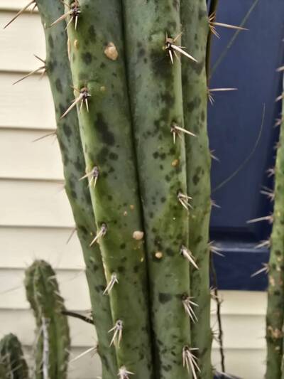 b640f8a49c35f4e9.jpg Sooty Mold - cactus pest and disease reference photo 4