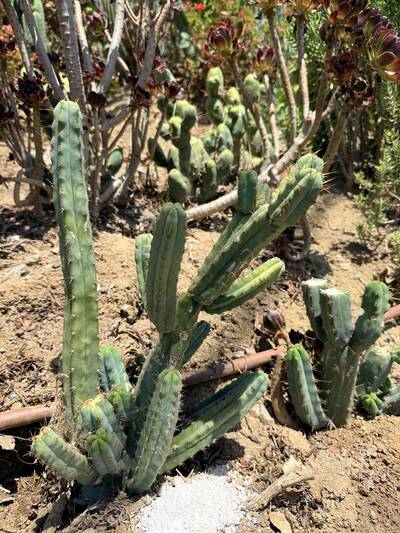 Mini-Me - Trichocereus San Pedro cactus clone photo 2